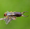 earwig on plant in gogebic county commercial pest control