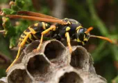 wasp on paper nest - exterminating services Iron County