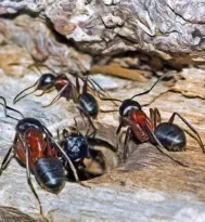 ants on firewood in Vilas county wi