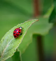 ladybug - Northern Wisconsin Residential Pest Control