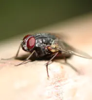 housefly on wood in Forest County Pest Inspection