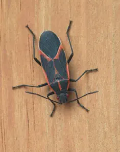 window over kitchen sink without insects