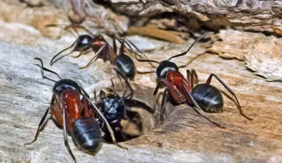 ants on firewood in Vilas county wi
