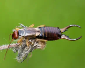earwig on plant in gogebic county commercial pest control