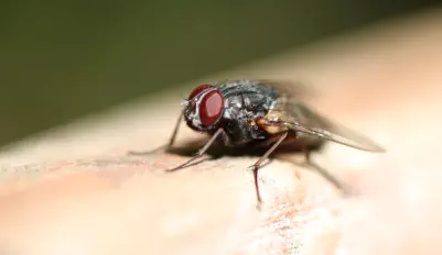 housefly on wood in Forest County Pest Inspection
