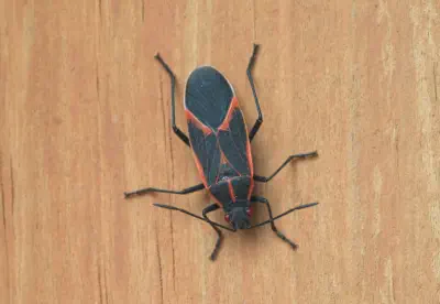 window over kitchen sink without insects