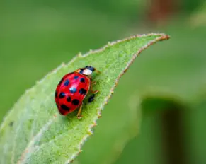 ladybug - Northern Wisconsin Residential Pest Control