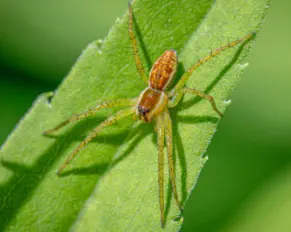 spider on leaf in Wisconsin Northwoods bug exterminator