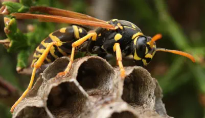 wasp on paper nest - exterminating services Iron County